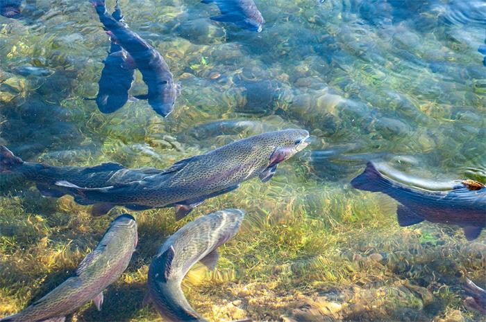 Ração para peixes